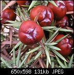 Щракнете върху изображението за по-голям размер

Име:	juniperus_oxycedrus_1.jpg
Прегледи:      132
Размер:	130.8 KB
ID:	10355