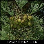 Щракнете върху изображението за по-голям размер

Име:	Sequoiadendron1.jpg
Прегледи:      138
Размер:	22.9 KB
ID:	10724
