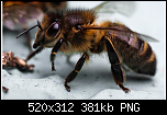Щракнете върху изображението за по-голям размер

Име:	British Black Bee.png
Прегледи:      351
Размер:	381.3 KB
ID:	4250