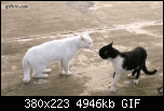 Щракнете върху изображението за по-голям размер

Име:	33.gif
Прегледи:      229
Размер:	4.83 MB
ID:	4542