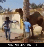 Щракнете върху изображението за по-голям размер

Име:	1414429357_camel_bites_man.gif
Прегледи:      266
Размер:	4.18 MB
ID:	8205